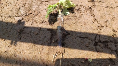 ブドウの根接ぎ(ねつぎ)｜根っこを使った接ぎ木方法を画像で解説 286