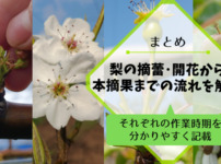 梨の摘蕾や開花･摘果までの流れ【まとめ】 33