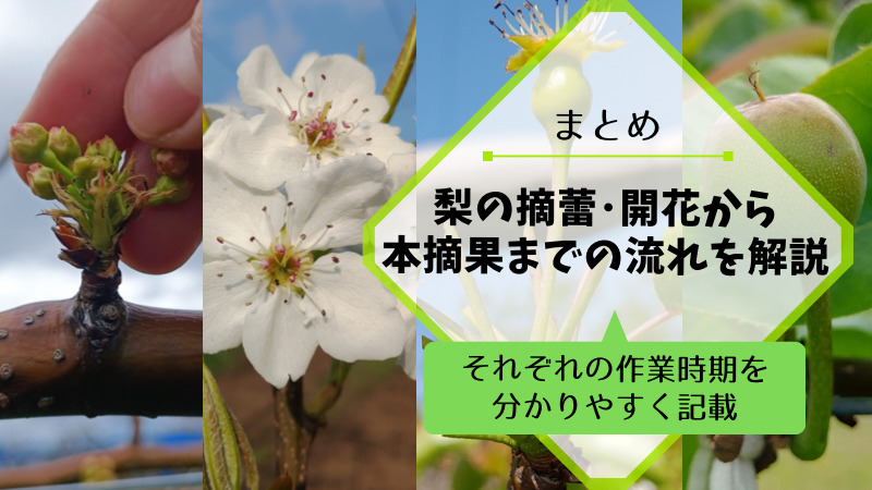 梨の摘蕾や開花･摘果までの流れ【まとめ】 101