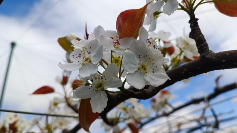 梨の摘蕾や開花･摘果までの流れ【まとめ】 70