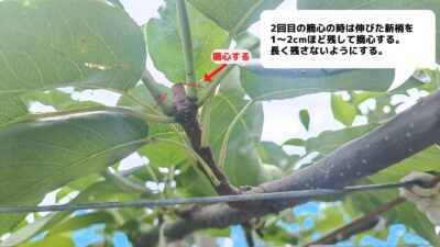 梨の摘心の時期･方法を画像で解説｜花芽をつける大事な作業 269