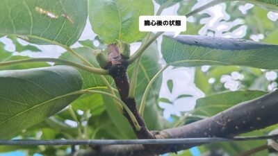 梨の摘心の時期･方法を画像で解説｜花芽をつける大事な作業 270