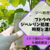 ブドウのジベレリン処理1回目の時期と濃度 118