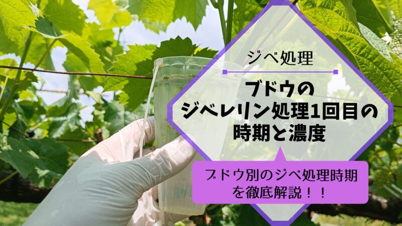 ブドウのジベレリン処理1回目の時期と濃度 5
