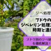 ブドウのジベレリン処理2回目の時期と濃度 122