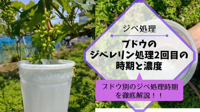 ブドウのジベレリン処理2回目の時期と濃度 4