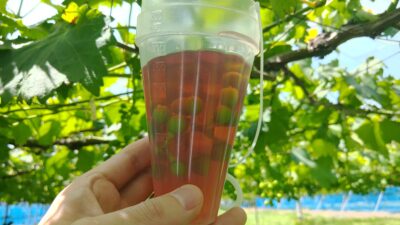 種有りブドウのジベレリン処理の時期と濃度｜種有りブドウの果粒肥大の促進 91
