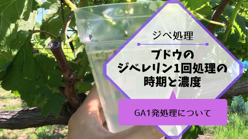ブドウのジベレリン1回処理の方法｜GA1発処理 7