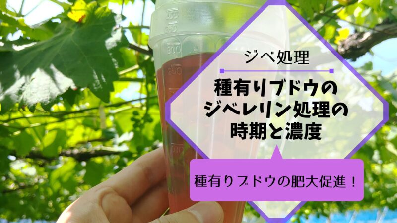 種有りブドウのジベレリン処理の時期と濃度｜種有りブドウの果粒肥大の促進 6