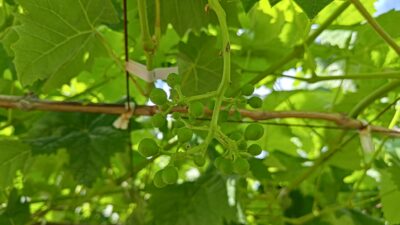 ブドウの交配方法・人工授粉を解説｜品種改良で新品種を作ろう 285