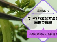 ブドウの交配方法を解説｜品種改良で新品種を作ろう 116