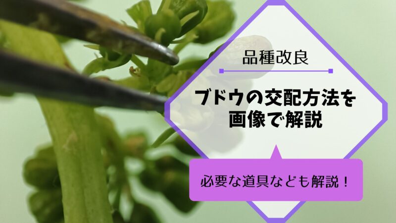 ブドウの交配方法・人工授粉を解説｜品種改良で新品種を作ろう 1
