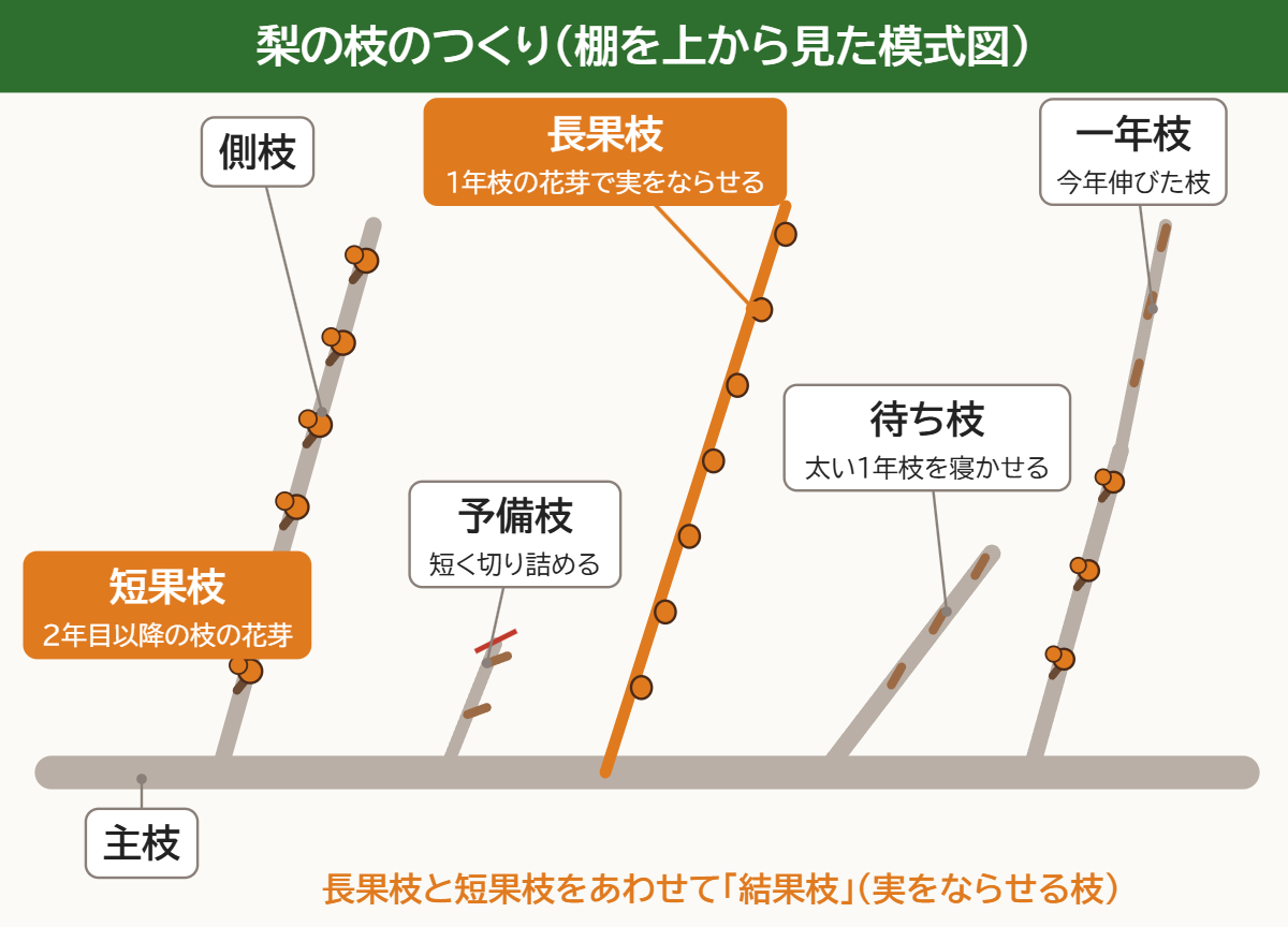 梨の結果枝(けっかし) 37 オレンジ色が結果枝。1年枝の花芽(長果枝)と、2年目以降の枝の花芽(短果枝)