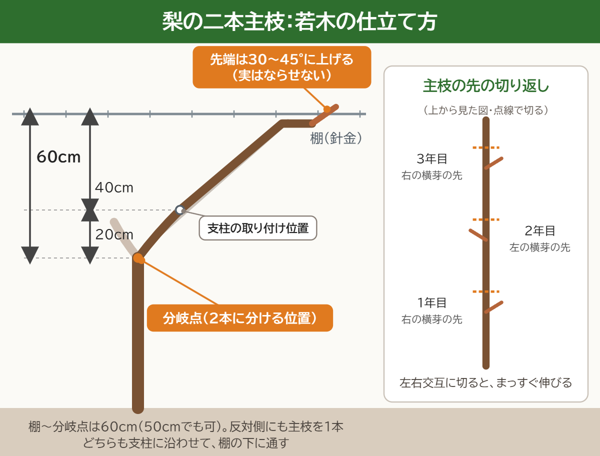 【梨の二本主枝の作り方】若木の剪定方法を解説 25 棚から60cm下で2本に分け、支柱は棚の40cm下に取り付ける