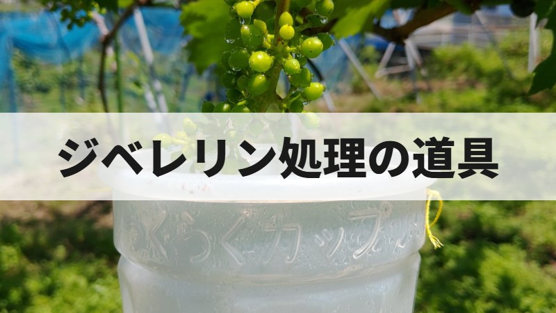 ジベレリン処理の道具