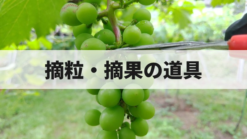 摘粒・摘果の道具