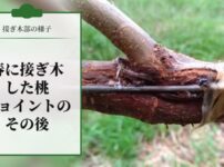 【接ぎ木部の様子】春に接ぎ木した桃ジョイントのその後
