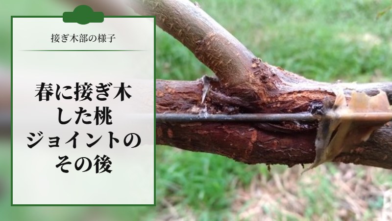【接ぎ木部の様子】春に接ぎ木した桃ジョイントのその後