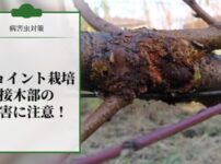 【病害虫対策】ジョイント栽培は接木部の虫害に注意！