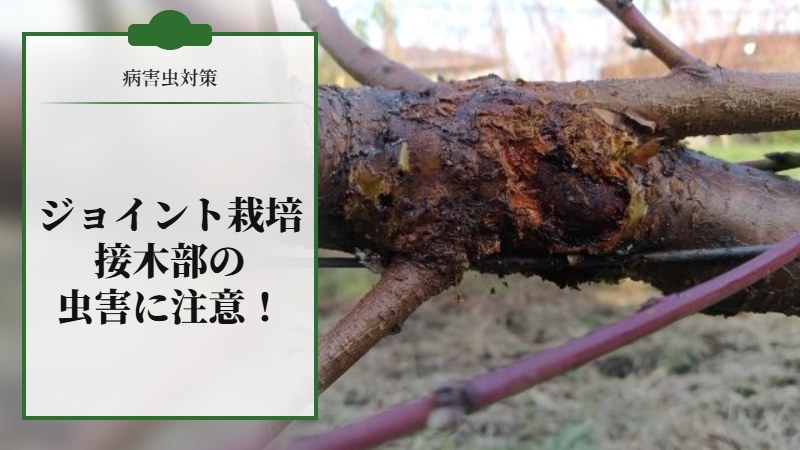 【病害虫対策】ジョイント栽培は接木部の虫害に注意！