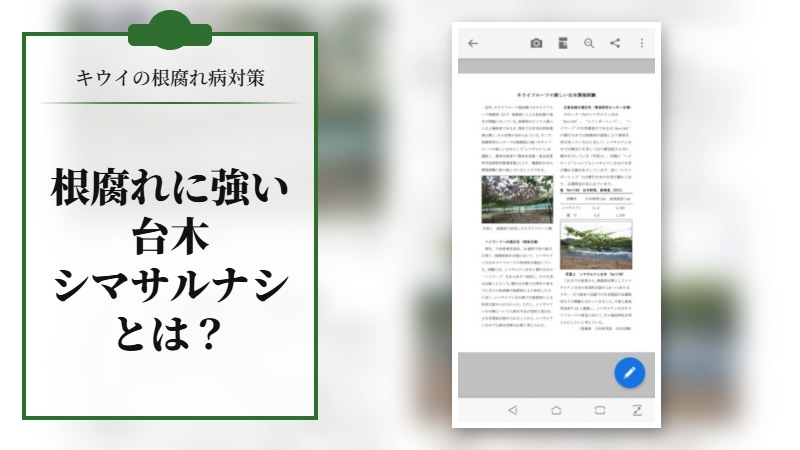 【キウイの根腐れ病対策】根腐れ耐性を持つ台木、シマサルナシとは？