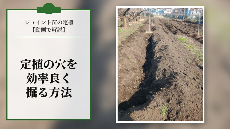 【動画で解説】ジョイント苗の定植する穴を効率良く掘る方法