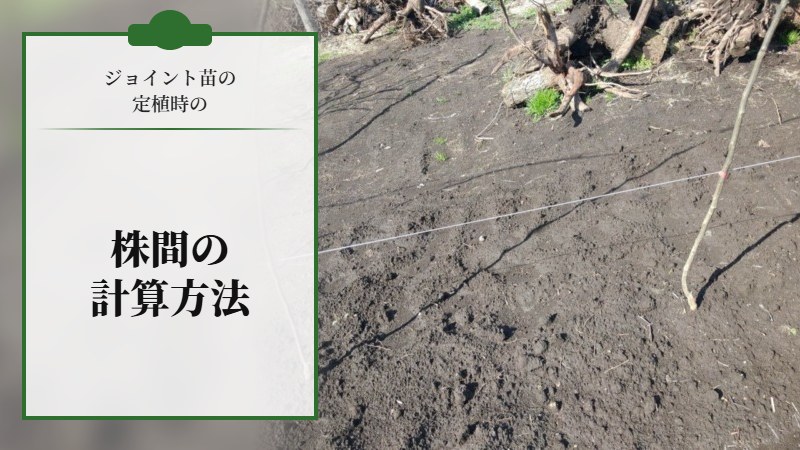 ジョイント苗の定植時の【株間の計算方法】