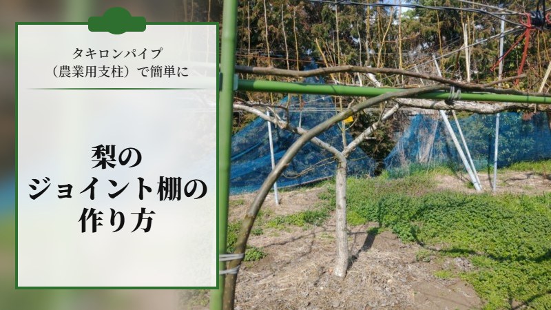 タキロンパイプ（農業用支柱）で簡単に梨のジョイント棚を作成する方法