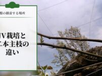 【梨の摘蕾する場所】JV栽培と二本主枝の違い