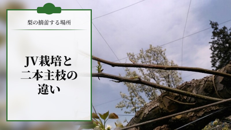 【梨の摘蕾する場所】JV栽培と二本主枝の違い
