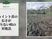 ジョイント苗の長さが足りない場合の対処法【JV仕立て】
