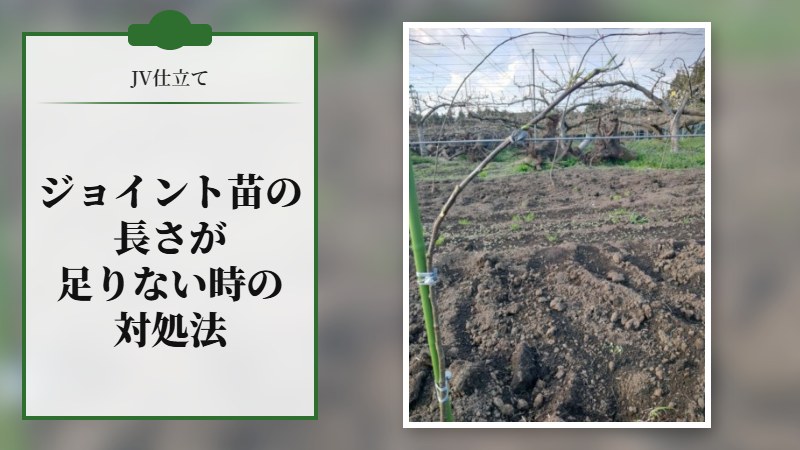 ジョイント苗の長さが足りない場合の対処法【JV仕立て】