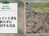【梨の誘引を動画で解説】ジョイント苗を折らずに誘引する方法