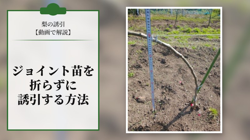 【梨の誘引を動画で解説】ジョイント苗を折らずに誘引する方法