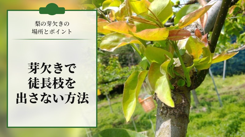 【梨の芽欠きの場所とポイント】芽欠きで徒長枝を出さない方法