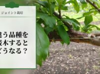 【ジョイント栽培】違う品種を接木するとどうなる？