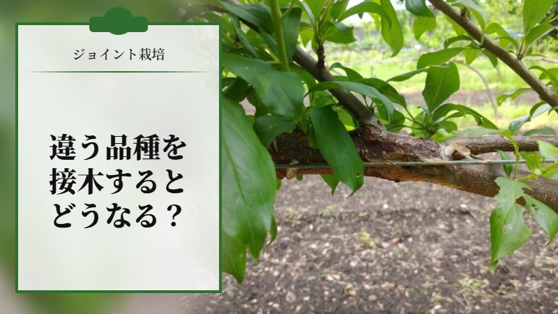 【ジョイント栽培】違う品種を接木するとどうなる？