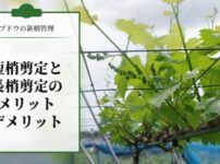 【ブドウの新梢管理】短梢剪定と長梢剪定のメリットとデメリット