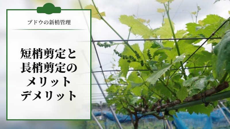 【ブドウの新梢管理】短梢剪定と長梢剪定のメリットとデメリット
