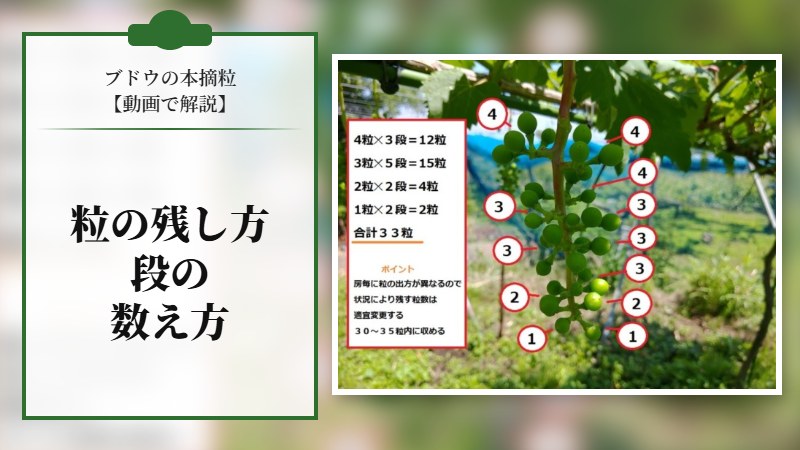 【ブドウの本摘粒を動画で解説】粒の残し方や段の数え方などを紹介
