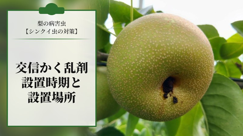 梨の病害虫【シンクイ虫の対策】交信かく乱剤の設置時期と効果的な設置場所