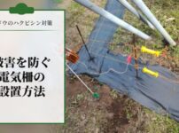 【ブドウのハクビシン対策】被害を防ぐための電気柵の設置方法を解説