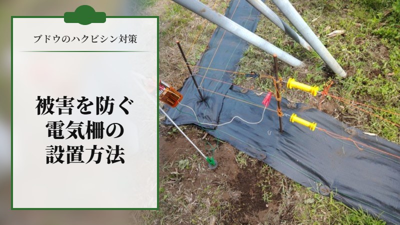 【ブドウのハクビシン対策】被害を防ぐための電気柵の設置方法を解説