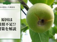 梨の裂果と生理落果の原因は日照不足!?その対策を解説
