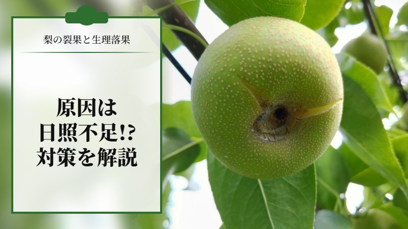 梨の裂果と生理落果の原因は日照不足!?その対策を解説