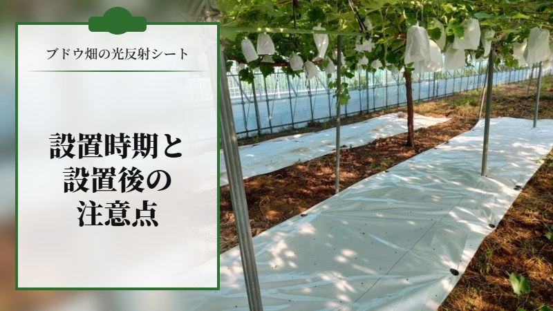 ブドウ畑に光反射シートの設置時期と設置した後の注意点を解説