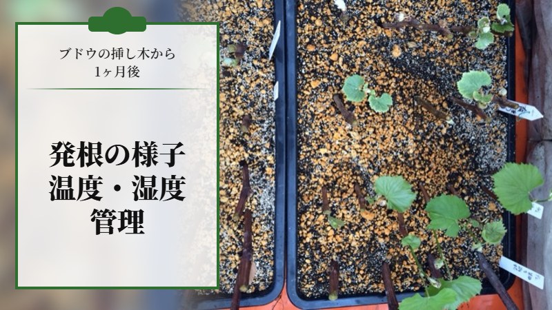 【ブドウの挿し木から1ヶ月後】発根の様子と発根後の温度･湿度管理