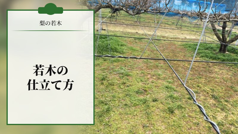 若木の仕立て方