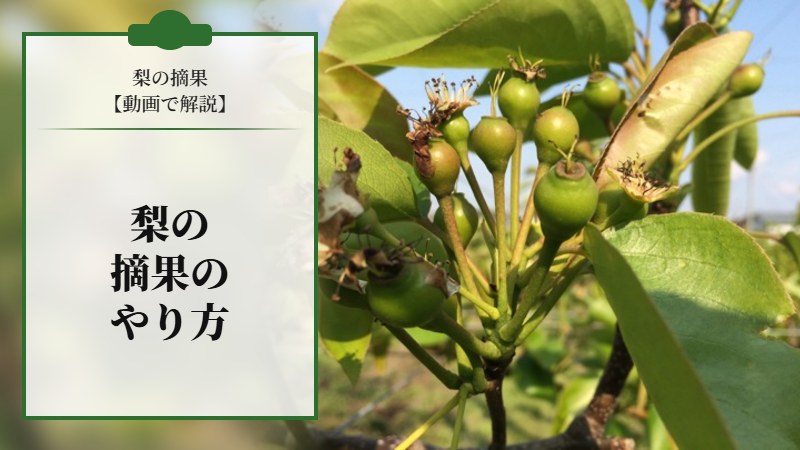 【動画で解説】梨の摘果のやりかた