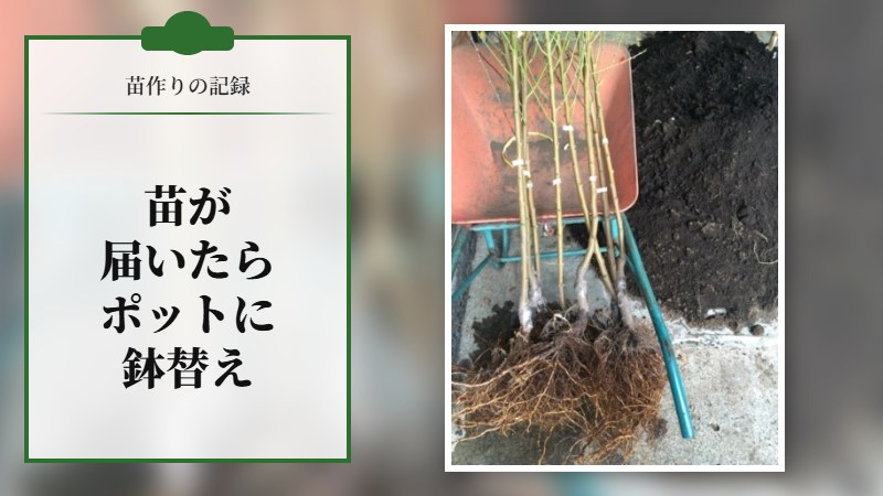 苗が届いたら。ポットに鉢替え。